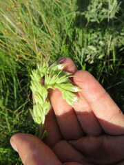 Lithospermum occidentale