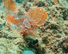 Pseudopataecus carnatobarbatus