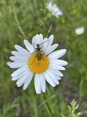 Lepturobosca