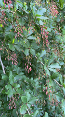 Berberis vulgaris