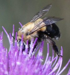 Anthophora montana