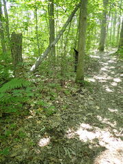 Ramsbottomia asperior