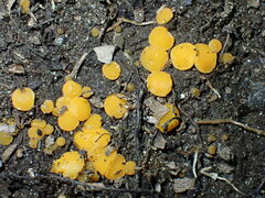 Ramsbottomia asperior