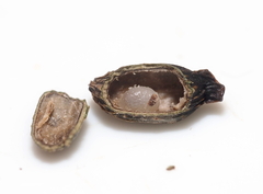 Amphibolips ellipsoidalis