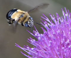 Anthophora montana
