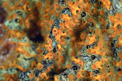 Parazoanthus swiftii