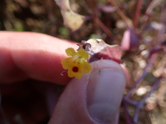 Erythranthe alsinoides