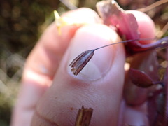 Erythranthe alsinoides