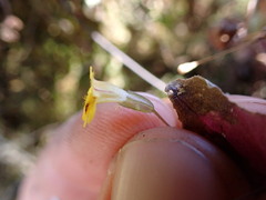 Erythranthe alsinoides