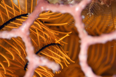 Periclimenes crinoidalis