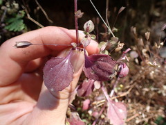 Erythranthe alsinoides