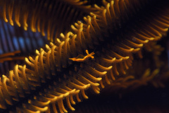 Periclimenes crinoidalis