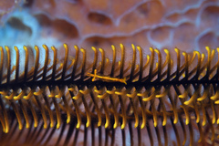 Periclimenes crinoidalis