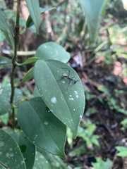 Dolichoderus rugosus