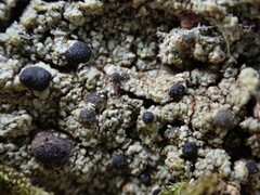 Pilocarpaceae