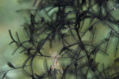 Macrorhynchia clarkei