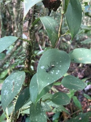 Dolichoderus rugosus