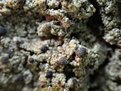 Pilocarpaceae