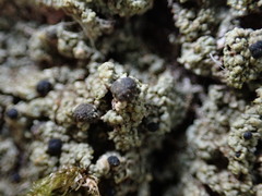 Pilocarpaceae
