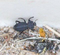 Stenomorpha confluens