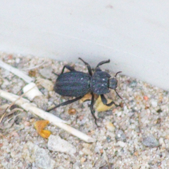 Stenomorpha confluens