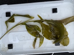 Potamogeton praelongus