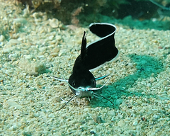 Sailfin Catfish photo 4
