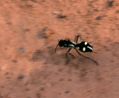 Traumatomutilla vidua