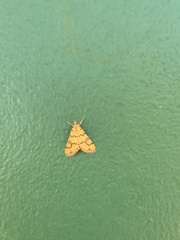 Glycythyma