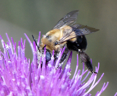Anthophora montana