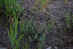 Penstemon laetus laetus
