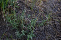 Penstemon laetus laetus