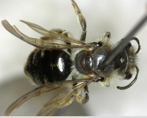 iNaturalist observation photo of Mining Bees