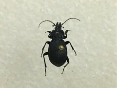 Sphaeroderus stenostomus