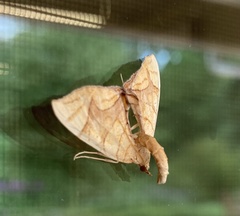 Eulithis diversilineata