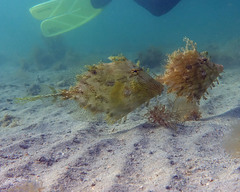 Chaetodermis penicilligerus