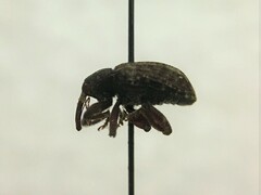 Conotrachelus posticatus