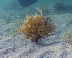 Chaetodermis penicilligerus