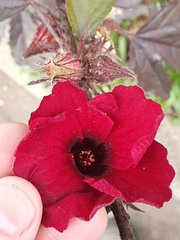Hibiscus acetosella