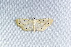 Pycnarmon glaucias
