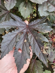 Hibiscus acetosella