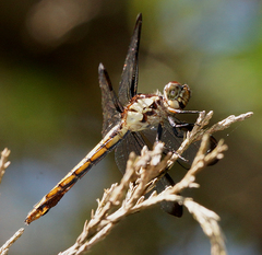 Libellula incesta