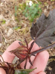 Hibiscus acetosella