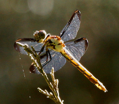 Libellula incesta