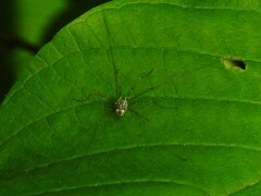 Mitopus morio