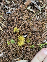 Sphagnum pylaesii
