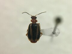 Lebia rugatifrons
