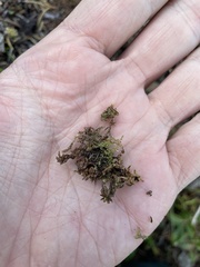 Sphagnum pylaesii