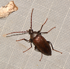 Capnochroa fuliginosa
