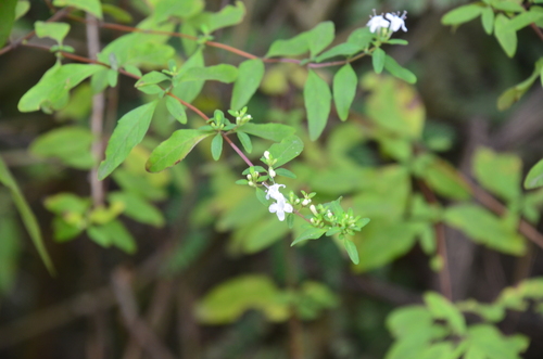 Image of Clinopodium bolivianum by (c) Lauu, some rights reserved (CC BY)